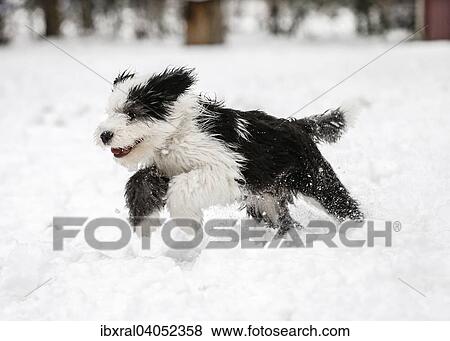 "Old English Sheepdog, puppy, 4 months, running in the snow" View Large Photo Image Stock Photo - "Old English Sheepdog, puppy, 4 months, running in the snow". Fotosearch