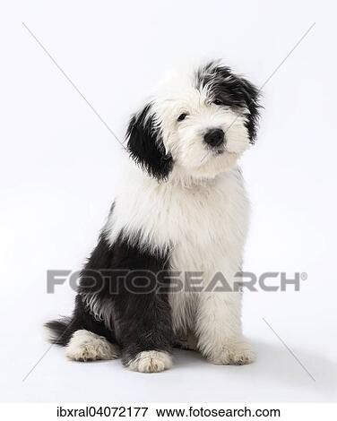 "Old English Sheepdog puppy, 4 months" View Large Photo Image Stock Photo - "Old English Sheepdog puppy, 4 months". Fotosearch