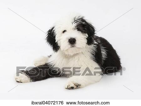 "Old English Sheepdog puppy, 4 months" View Large Photo Image Stock Photograph - "Old English Sheepdog puppy, 4 months". Fotosearch