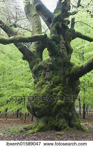 "Old European beech (Fagus sylvatica), Tinner Loh, Lower Saxony, Germany, Europe" View Large Photo Image Stock Photo - "Old European beech (Fagus sylvatica), Tinner Loh, Lower Saxony, Germany, Europe". Fotosearch
