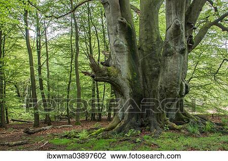 "Old European Beech or Common Beech (Fagus sylvatica), Urwald Sababurg, primeval forest, North Hesse, Hesse, Germany, Europe" View Large Photo Image Stock Image - "Old European Beech or Common Beech (Fagus sylvatica), Urwald Sababurg, primeval forest, North Hesse, Hesse, Germany, Europe". Fotosearch