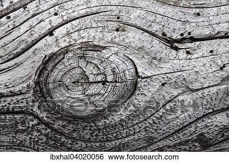 "Old faded tree trunk, detail, Iceland, Europe" View Large Photo Image Stock Photograph - "Old faded tree trunk, detail, Iceland, Europe". Fotosearch