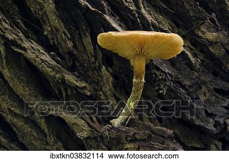 "Old Flammulina mushroom (Flammulina) on a tree trunk, Brandenburg, Germany, Europe" View Large Photo Image Picture - "Old Flammulina mushroom (Flammulina) on a tree trunk, Brandenburg, Germany, Europe". Fotosearch
