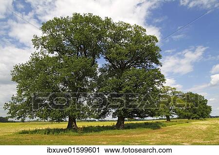 "Old free-standing Pedunculate Oaks or English Oaks (Quercus robur), Mecklenburg Elbe Valley Nature Park, UNESCO Elbe River Landscape Biosphere Reserve, Mecklenburg-Western Pomerania, Germany, Europe" View Large Photo Image Stock Image - "Old free-standing Pedunculate Oaks or English Oaks (Quercus robur), Mecklenburg Elbe Valley Nature Park, UNESCO Elbe River Landscape Biosphere Reserve, Mecklenburg-Western Pomerania, Germany, Europe". Fotosearch