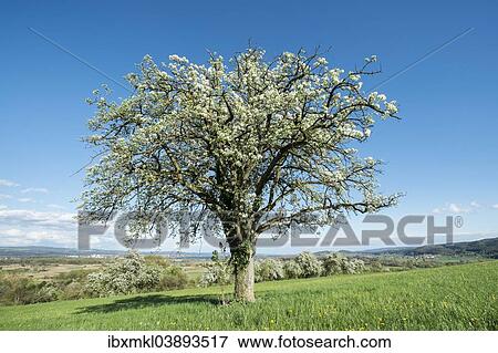 "Old fruit tree in blossom on a meadow, Baden-Wurttemberg, Germany, Europe" View Large Photo Image Stock Photo - "Old fruit tree in blossom on a meadow, Baden-Wurttemberg, Germany, Europe". Fotosearch