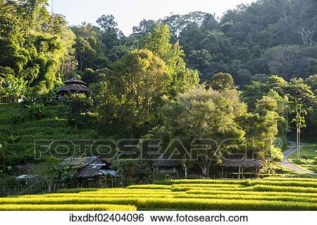 "Old huts, rice paddies, Northern Thailand, Thailand, Asia" View Large Photo Image Stock Photograph - "Old huts, rice paddies, Northern Thailand, Thailand, Asia". Fotosearch