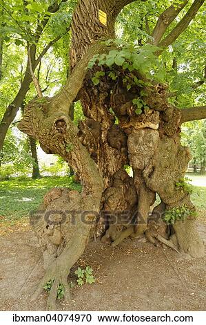 Stock Image - "Old lime tree, a natural monument in the castle grounds, Pottendorf, Industrieviertel, Lower Austria, Austria, Europe". Fotosearch