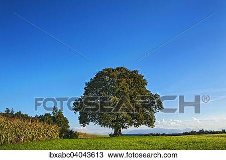 "Old Lime Tree (Tilia), near Egling, Bavaria, Germany, Europe" View Large Photo Image Stock Image - "Old Lime Tree (Tilia), near Egling, Bavaria, Germany, Europe". Fotosearch