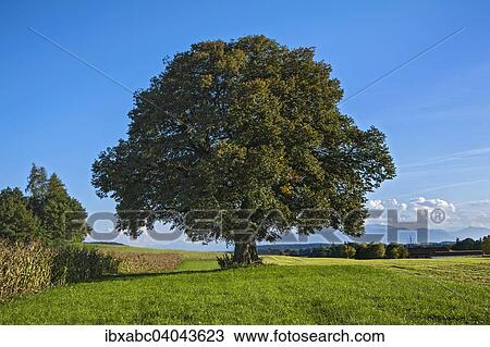 "Old Lime Tree (Tilia), near Egling, Bavaria, Germany, Europe" View Large Photo Image Stock Image - "Old Lime Tree (Tilia), near Egling, Bavaria, Germany, Europe". Fotosearch