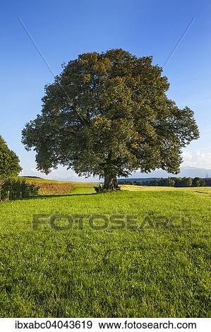 "Old Lime Tree (Tilia), near Egling, Bavaria, Germany, Europe" View Large Photo Image Stock Photo - "Old Lime Tree (Tilia), near Egling, Bavaria, Germany, Europe". Fotosearch