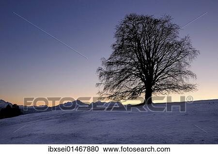 "Old Linden (Tilia) at sunset on snow-covered meadow, Rosshaupten, Eastern Allgaeu, Bavaria, Germany, Europe" View Large Photo Image Stock Image - "Old Linden (Tilia) at sunset on snow-covered meadow, Rosshaupten, Eastern Allgaeu, Bavaria, Germany, Europe". Fotosearch