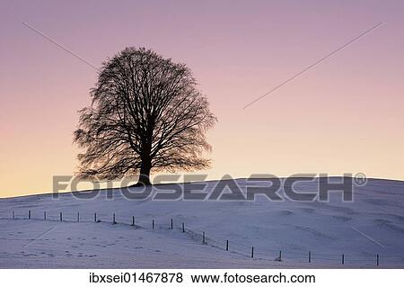 "Old Linden (Tilia) at sunset on snow-covered meadow, Rosshaupten, Eastern Allgaeu, Bavaria, Germany, Europe" View Large Photo Image Stock Photo - "Old Linden (Tilia) at sunset on snow-covered meadow, Rosshaupten, Eastern Allgaeu, Bavaria, Germany, Europe". Fotosearch