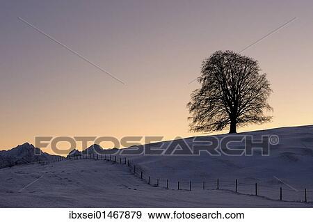"Old Linden (Tilia) at sunset on snow-covered meadow, Rosshaupten, Eastern Allgaeu, Bavaria, Germany, Europe" View Large Photo Image Stock Photo - "Old Linden (Tilia) at sunset on snow-covered meadow, Rosshaupten, Eastern Allgaeu, Bavaria, Germany, Europe". Fotosearch