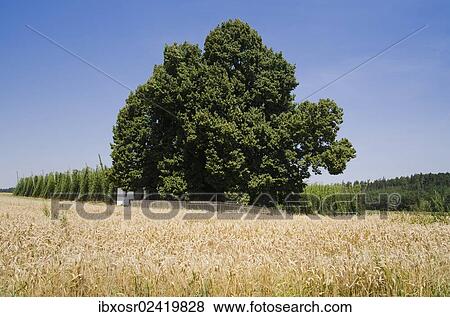 "Old Linden (Tilia), natural monument near Mainburg, Hallertau area, Bavaria, Germany, Europe" View Large Photo Image Stock Photo - "Old Linden (Tilia), natural monument near Mainburg, Hallertau area, Bavaria, Germany, Europe". Fotosearch
