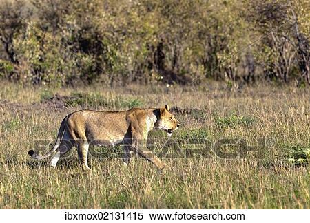 "Old Lioness (Panthera leo) on the prowl, Masai Mara National Reserve, Kenya, East Africa, Africa, PublicGround, Africa" View Large Photo Image Stock Photography - "Old Lioness (Panthera leo) on the prowl, Masai Mara National Reserve, Kenya, East Africa, Africa, PublicGround, Africa". Fotosearch