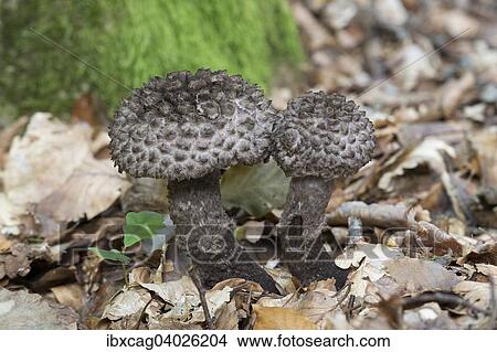 "Old Man of the Woods (Strobilomyces strobilaceus), Monchbruch Nature Reserve, Hesse, Germany, Europe" View Large Photo Image Picture - "Old Man of the Woods (Strobilomyces strobilaceus), Monchbruch Nature Reserve, Hesse, Germany, Europe". Fotosearch