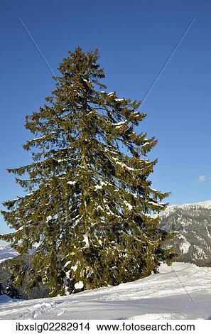 "Old mountain spruce (Picea abies) at Brentenjoch saddle, Kaisergebirge or Kaiser mountain range, Tyrol, Austria, Europe" View Large Photo Image Picture - "Old mountain spruce (Picea abies) at Brentenjoch saddle, Kaisergebirge or Kaiser mountain range, Tyrol, Austria, Europe". Fotosearch