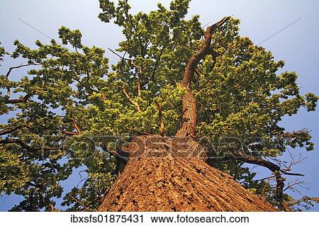 "Old oak tree (Quercus robur), worm's-eye view" View Large Photo Image Stock Image - "Old oak tree (Quercus robur), worm's-eye view". Fotosearch