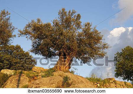 "Old Olive Tree (Olea europaea), Mugla Province, Aegean region, Turkey, Asia" View Large Photo Image Stock Image - "Old Olive Tree (Olea europaea), Mugla Province, Aegean region, Turkey, Asia". Fotosearch