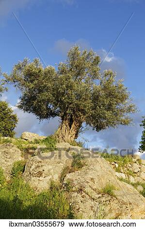 "Old Olive Tree (Olea europaea), Mugla Province, Aegean region, Turkey, Asia" View Large Photo Image Stock Photo - "Old Olive Tree (Olea europaea), Mugla Province, Aegean region, Turkey, Asia". Fotosearch