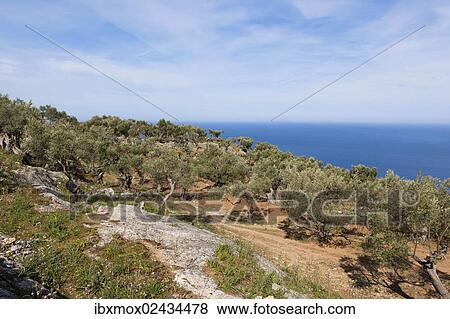 Stock Photo - "Old olive trees near Deia, Serra de Tramuntana, Northwest Coast, Mallorca, Majorca, Balearic Islands, Mediterranean Sea, Spain, Europe". Fotosearch