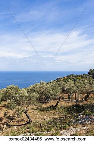 "Old olive trees near Deia, Son Marroig mansion at back, Serra de Tramuntana, Northwest Coast, Mallorca, Majorca, Balearic Islands, Mediterranean Sea, Spain, Europe" View Large Photo Image Stock Photograph - "Old olive trees near Deia, Son Marroig mansion at back, Serra de Tramuntana, Northwest Coast, Mallorca, Majorca, Balearic Islands, Mediterranean Sea, Spain, Europe". Fotosearch