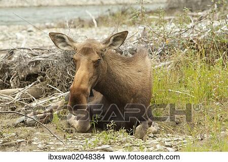 Picture - "Old or sick cow, female moose, elk (Alces alces), about to die on the shore of Wind River, Peel Watershed, Yukon Territory, Canada, North America". Fotosearch