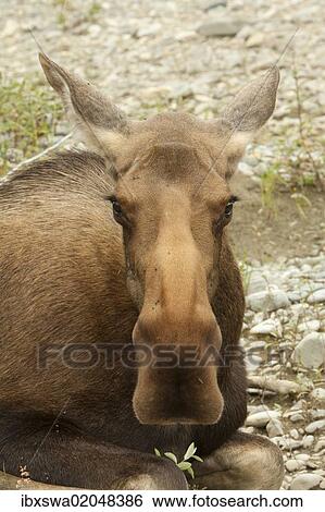 Stock Photograph - "Old or sick cow, female moose, elk (Alces alces), about to die on the shore of Wind River, Peel Watershed, Yukon Territory, Canada, North America". Fotosearch