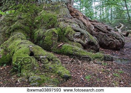 "Old Pedunculate Oak or English Oak (Quercus robur), detail, Urwald Sababurg, primeval forest, North Hesse, Hesse, Germany, Europe" View Large Photo Image Stock Image - "Old Pedunculate Oak or English Oak (Quercus robur), detail, Urwald Sababurg, primeval forest, North Hesse, Hesse, Germany, Europe". Fotosearch
