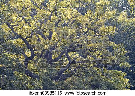 Stock Photograph - "Old Pedunculate Oak (Quercus robur), Jaegersborg, Copenhagen, Denmark, Europe". Fotosearch