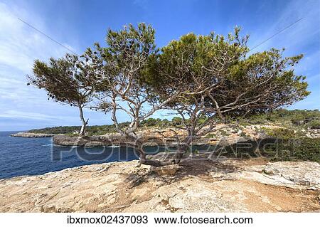 Stock Image - "Old pine tree (Pinus pinea), Cala Pi, Mallorca, Majorca, Balearic Islands, Mediterranean Sea, Spain, Europe". Fotosearch