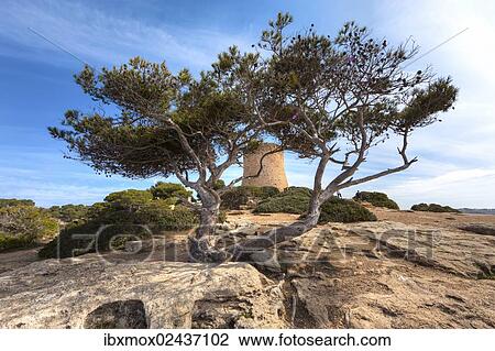 "Old pine tree (Pinus pinea), Cala Pi, Mallorca, Majorca, Balearic Islands, Spain, Europe" View Large Photo Image Stock Image - "Old pine tree (Pinus pinea), Cala Pi, Mallorca, Majorca, Balearic Islands, Spain, Europe". Fotosearch