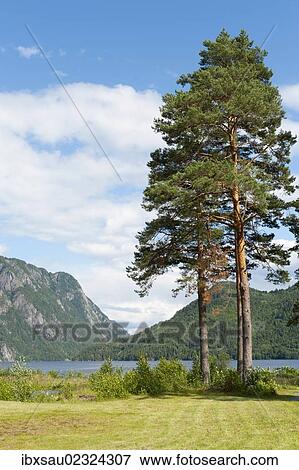 Stock Photo - "Old pine trees or Scots pines (Pinus sylvestris), Lake Bandak, Dalen, Telemark, Norway, Scandinavia, Northern Europe, Europe". Fotosearch