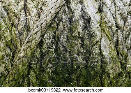 "Old ropes overgrown with moss, Faroe Islands, Faroe Islands, Denmark, Europe" View Large Photo Image Stock Image - "Old ropes overgrown with moss, Faroe Islands, Faroe Islands, Denmark, Europe". Fotosearch