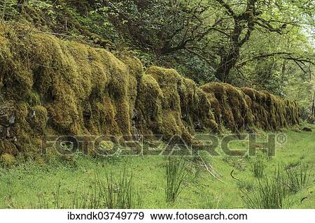 "Old stone wall overgrown with moss in a forest, Drumnadrochit, Scotland, United Kingdom, Europe" View Large Photo Image Stock Photo - "Old stone wall overgrown with moss in a forest, Drumnadrochit, Scotland, United Kingdom, Europe". Fotosearch