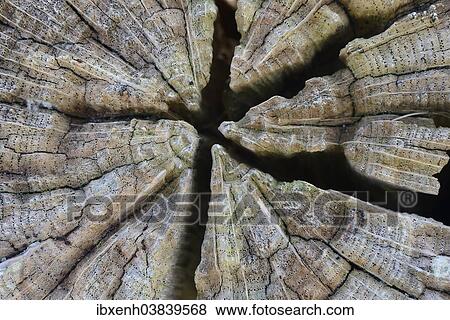 "Old tree trunk, Lower Saxony, Germany, Europe" View Large Photo Image Stock Photo - "Old tree trunk, Lower Saxony, Germany, Europe". Fotosearch