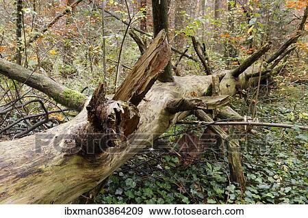"Old tree trunk lying in an autumn forest, Isar floodplains, Geretsried, Upper Bavaria, Bavaria, Germany, Europe" View Large Photo Image Stock Photo - "Old tree trunk lying in an autumn forest, Isar floodplains, Geretsried, Upper Bavaria, Bavaria, Germany, Europe". Fotosearch