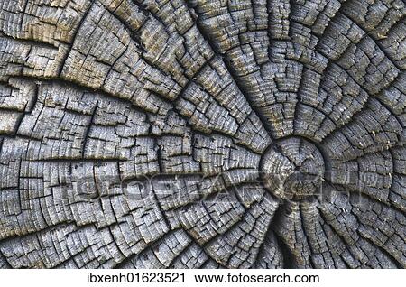 Old tree trunk View Large Photo Image Stock Image - Old tree trunk. Fotosearch