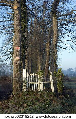 Stock Image - "Old white wooden gate, dilapidated entrance to a country estate, overgrown avenue, near Bayeux, Normandy, France, Europe". Fotosearch