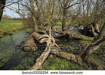 "Old willow trees (Salix) at a dead ice kettle hole, near Othenstorf, Mecklenburg-Western Pomerania, Germany, Europe" View Large Photo Image Picture - "Old willow trees (Salix) at a dead ice kettle hole, near Othenstorf, Mecklenburg-Western Pomerania, Germany, Europe". Fotosearch