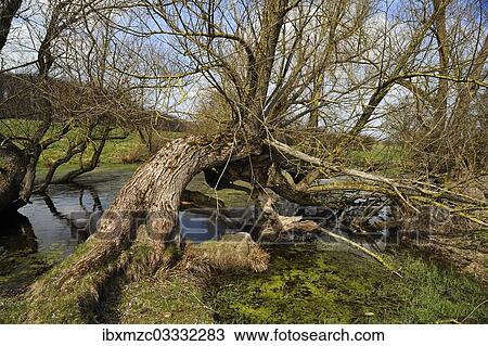 Stock Image - "Old willow trees (Salix) at a dead ice kettle hole, near Othenstorf, Mecklenburg-Western Pomerania, Germany, Europe". Fotosearch