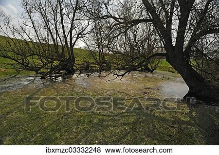 Stock Photo - "Old willow trees (Salix) at a dead ice kettle hole, near Othenstorf, Mecklenburg-Western Pomerania, Germany, Europe". Fotosearch