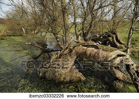 "Old willow trees (Salix) at a dead ice kettle hole, near Othenstorf, Mecklenburg-Western Pomerania, Germany, Europe" View Large Photo Image Stock Photograph - "Old willow trees (Salix) at a dead ice kettle hole, near Othenstorf, Mecklenburg-Western Pomerania, Germany, Europe". Fotosearch