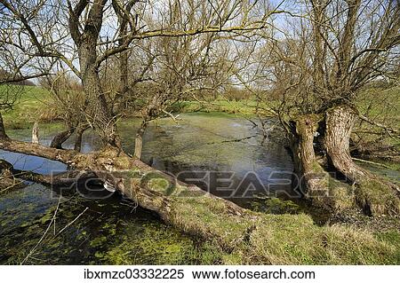 "Old willow trees (Salix) at a dead ice kettle hole, near Othenstorf, Mecklenburg-Western Pomerania, Germany, Europe" View Large Photo Image Stock Photography - "Old willow trees (Salix) at a dead ice kettle hole, near Othenstorf, Mecklenburg-Western Pomerania, Germany, Europe". Fotosearch