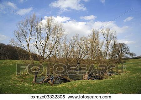 "Old willow trees (Salix) at a dead ice kettle hole, near Othenstorf, Mecklenburg-Western Pomerania, Germany, Europe" View Large Photo Image Stock Photography - "Old willow trees (Salix) at a dead ice kettle hole, near Othenstorf, Mecklenburg-Western Pomerania, Germany, Europe". Fotosearch