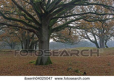 "Old wood pasture (Quercus robur), Borkener Paradies nature reserve, Emsland, Lower Saxony, Germany, Europe" View Large Photo Image Stock Photo - "Old wood pasture (Quercus robur), Borkener Paradies nature reserve, Emsland, Lower Saxony, Germany, Europe". Fotosearch