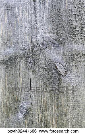 Old wood texture View Large Photo Image Stock Photograph - Old wood texture. Fotosearch