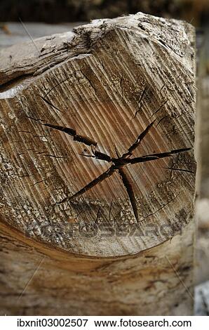 Old wood with cracks View Large Photo Image Stock Photo - Old wood with cracks. Fotosearch