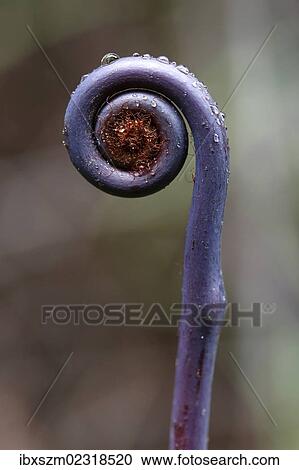 "Old world forked fern (Dicranopteris linearis), a fern frond unfurling, Big Island, Hawaii, USA" View Large Photo Image Stock Image - "Old world forked fern (Dicranopteris linearis), a fern frond unfurling, Big Island, Hawaii, USA". Fotosearch