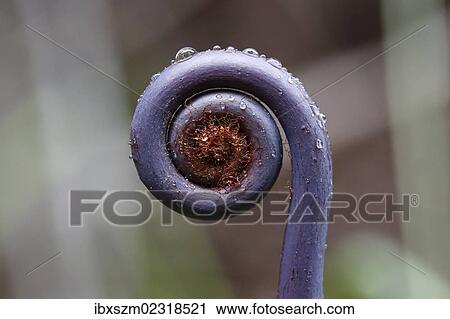 "Old world forked fern (Dicranopteris linearis), a fern frond unfurling, Big Island, Hawaii, USA" View Large Photo Image Stock Image - "Old world forked fern (Dicranopteris linearis), a fern frond unfurling, Big Island, Hawaii, USA". Fotosearch